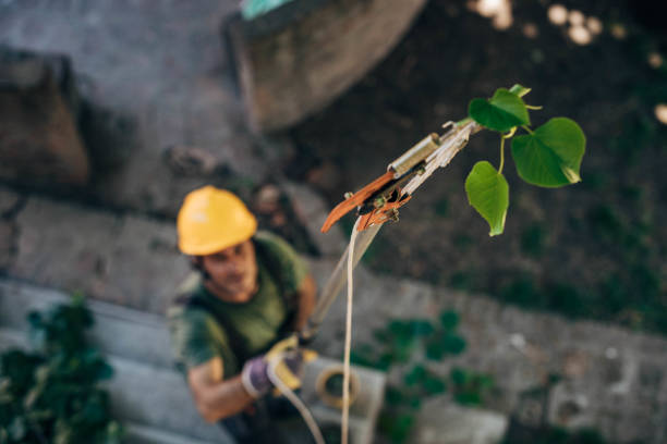 Best Tree Risk Assessment  in Lander, WY