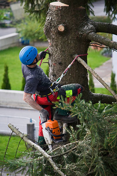 Best Emergency Tree Removal  in Lander, WY